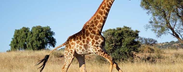 The Animal with the Longest Neck: The Giraffe