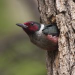 Woodpecker