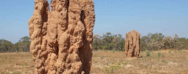 Architectural Wonders: Termite Nests