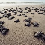 sea turtles