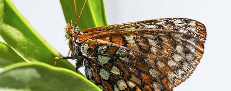 The Symmetry in Wings