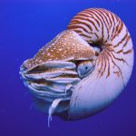 nautilus