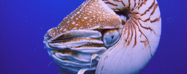 An Interesting Creature: The Nautilus