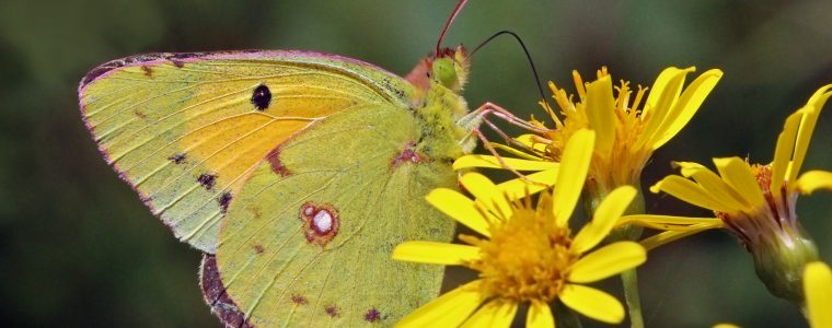 Do Butterflies Know Physics?