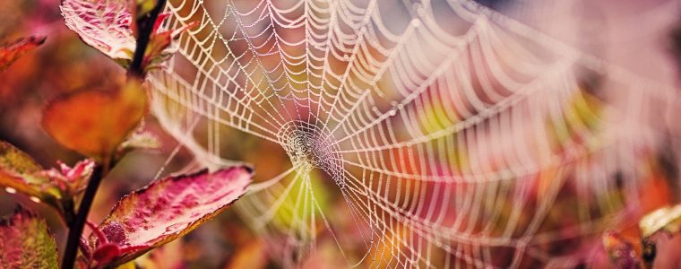 Engineering in the Spider Web