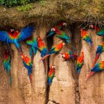 macaws