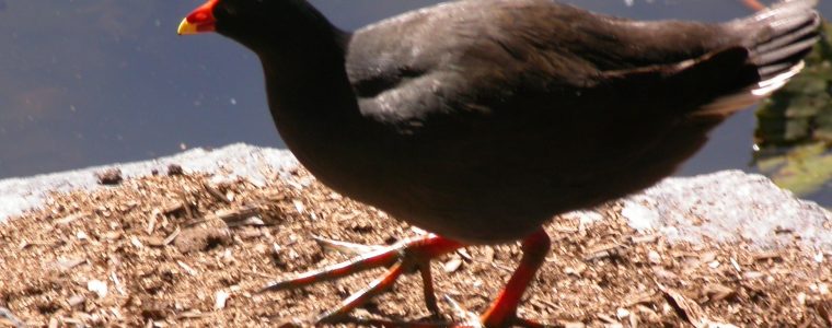 The Well-Designed Nest of a Megapode