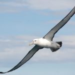 albatross