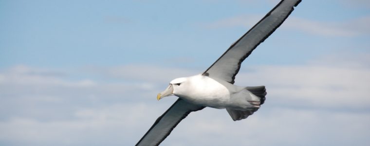 Albatross: Owner of the Longest Wings