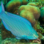 parrotfish