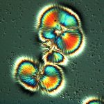 microscopic life