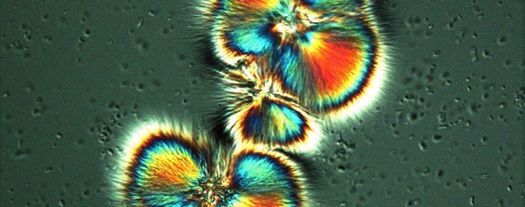 The Secret World: The Microscopic Life