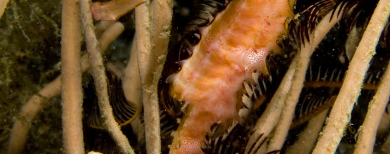 Interesting Features of Sea Horses