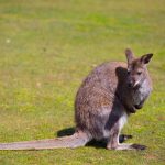 Kangaroos