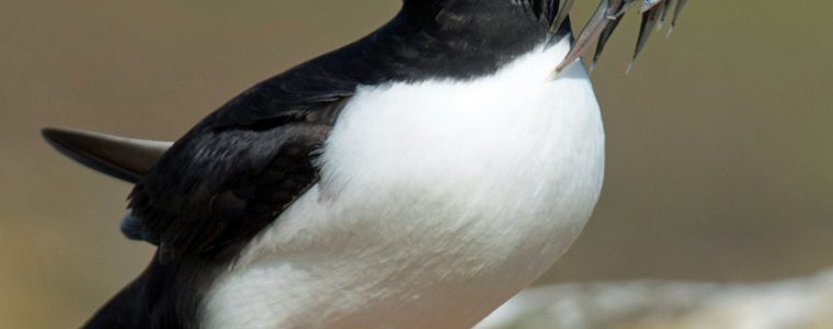 The Amazing Creation of the Fisher Puffins