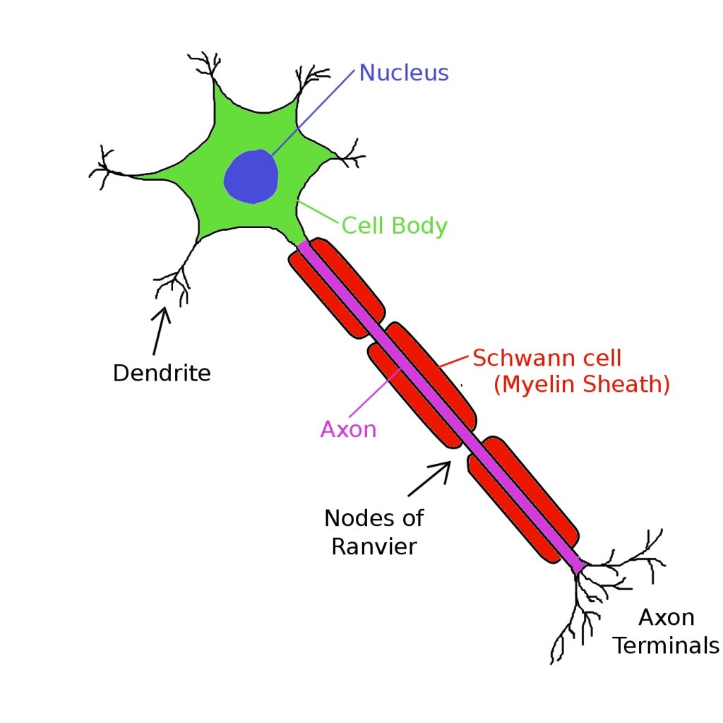 The Domino Sequence Of Processes Within The Nerve Cells