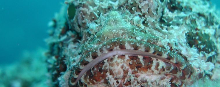 The Skilful Camouflage of the Scorpion Fish