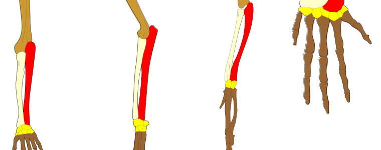 The Evolutionists Myth of Homology