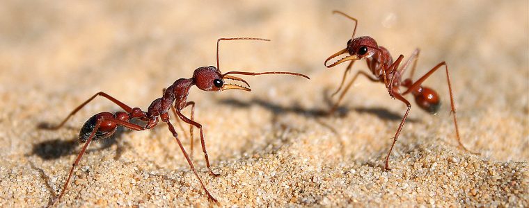 The Marvelous Co-Operation of the Ant and the Bird