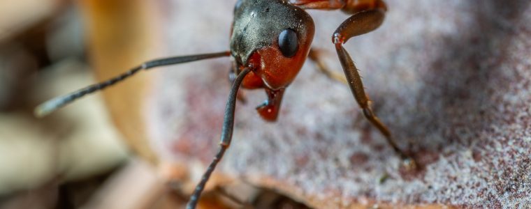 The Amazing Legionary Ants